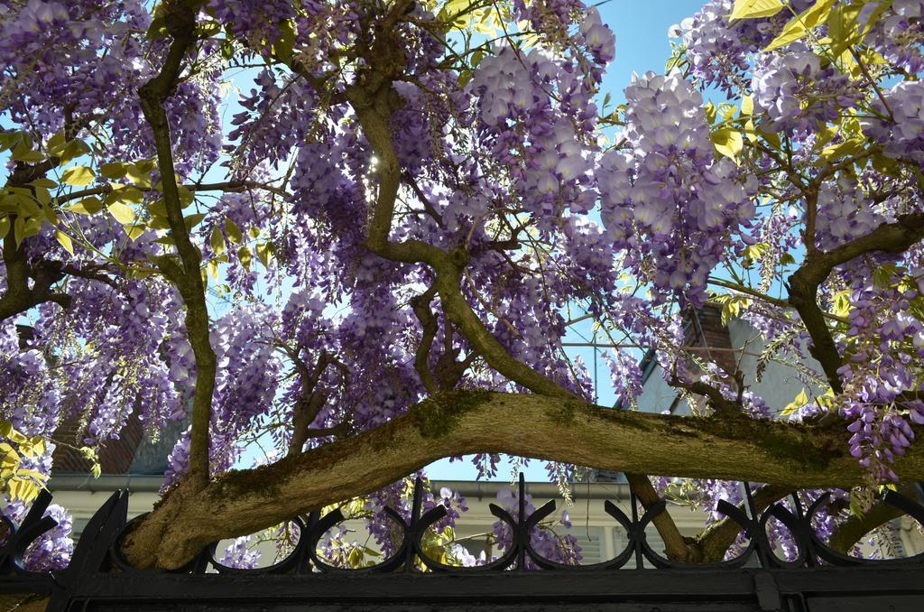 مبيت وإفطار فونتانبلو Wisteria المظهر الخارجي الصورة