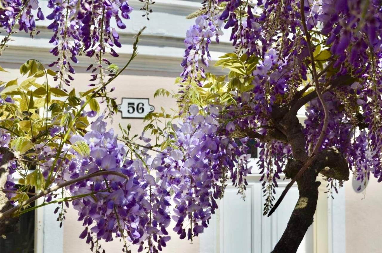 مبيت وإفطار فونتانبلو Wisteria المظهر الخارجي الصورة