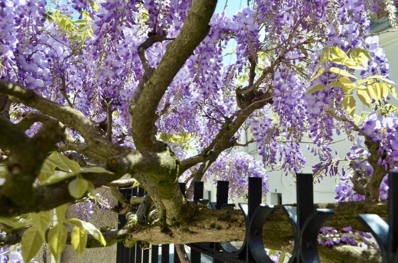 مبيت وإفطار فونتانبلو Wisteria المظهر الخارجي الصورة