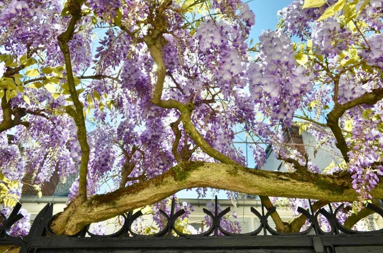 مبيت وإفطار فونتانبلو Wisteria المظهر الخارجي الصورة