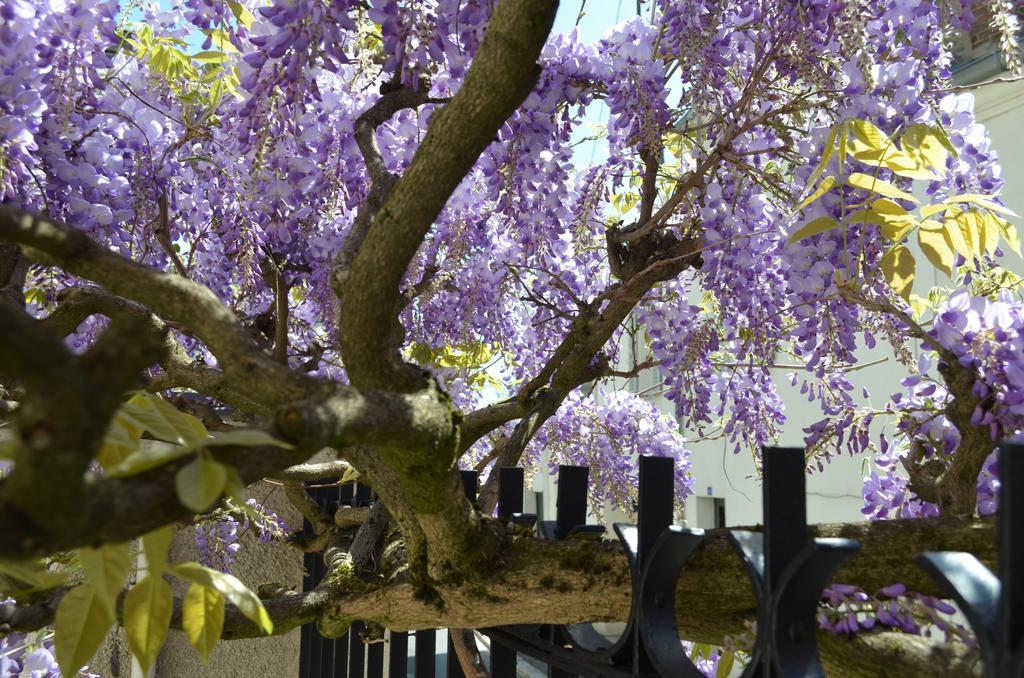 مبيت وإفطار فونتانبلو Wisteria المظهر الخارجي الصورة