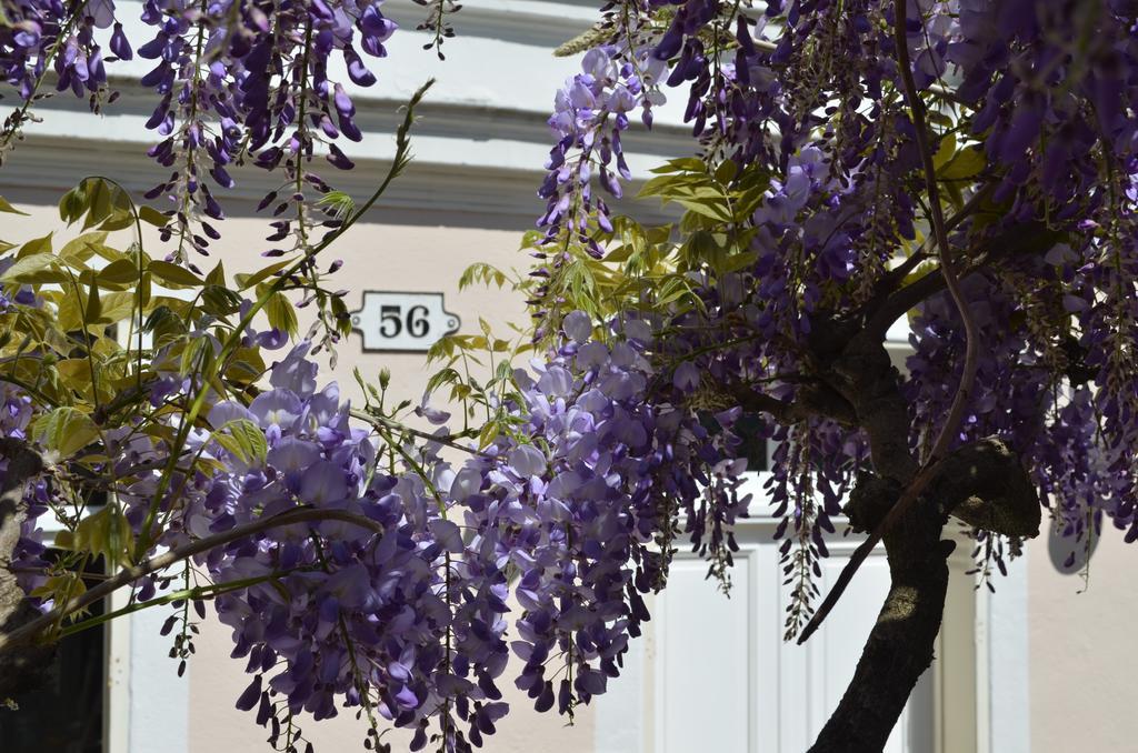 مبيت وإفطار فونتانبلو Wisteria المظهر الخارجي الصورة